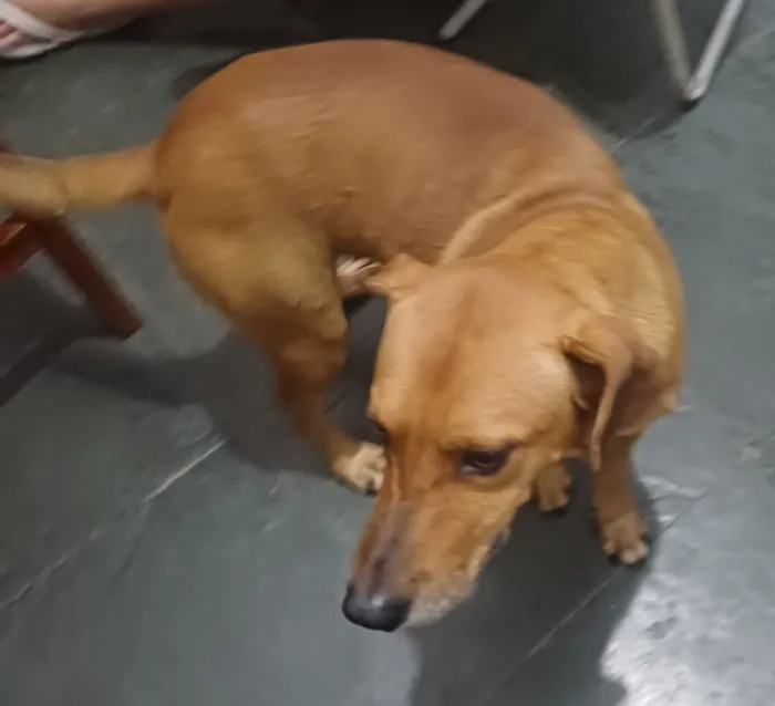 Cachorro raça SRD-ViraLata idade 4 anos nome Sonic França