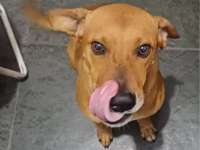 Cachorro raça SRD-ViraLata idade 4 anos nome Sonic França