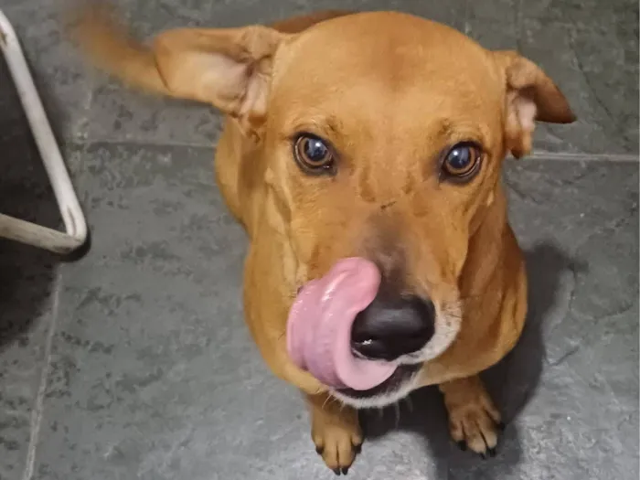 Cachorro raça SRD-ViraLata idade 4 anos nome Sonic França