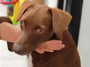 Cachorro raça SRD-ViraLata idade 3 anos nome Toddy
