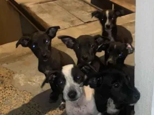 Cachorro raça SRD-ViraLata idade 2 a 6 meses nome Chelen