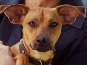 Cachorro raça SRD-ViraLata idade 7 a 11 meses nome helo kit