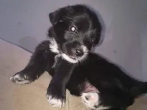 Cachorro raça Poodle idade Abaixo de 2 meses nome Isadora