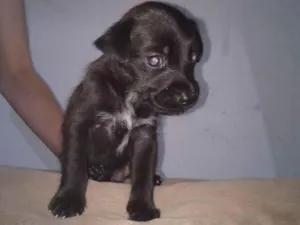 Cachorro raça SRD-ViraLata idade Abaixo de 2 meses nome Cadu