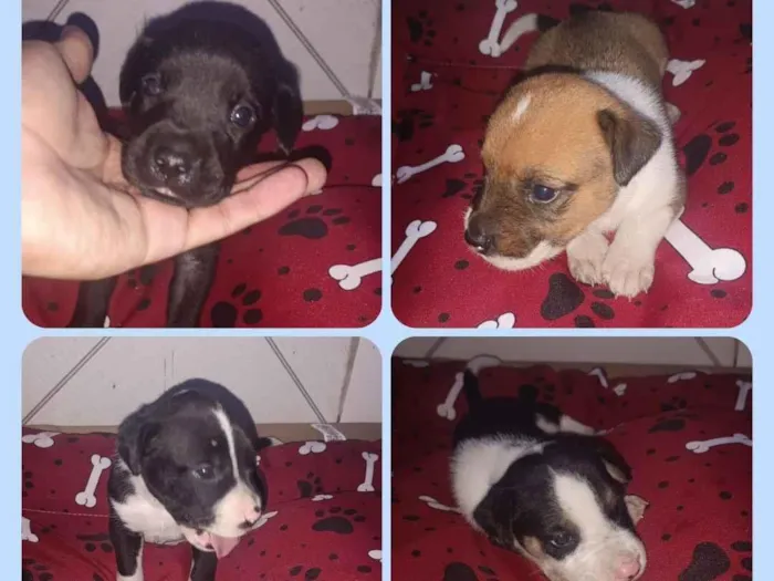 Cachorro raça SRD-ViraLata idade Abaixo de 2 meses nome Machos