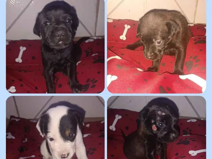 Cachorro raça SRD-ViraLata idade Abaixo de 2 meses nome Fêmeas