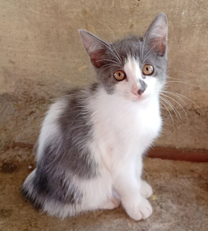 Gato raça SRD-ViraLata idade 2 a 6 meses nome Filhotes para adoção 