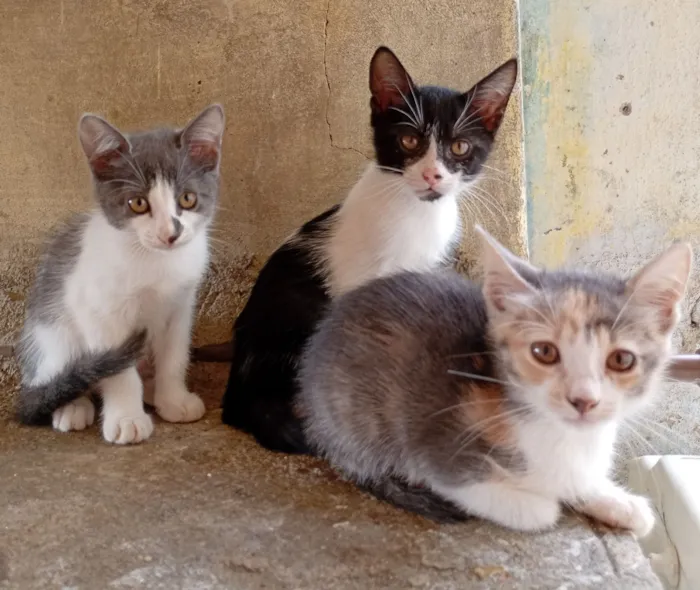 Gato raça SRD-ViraLata idade 2 a 6 meses nome Filhotes para adoção 