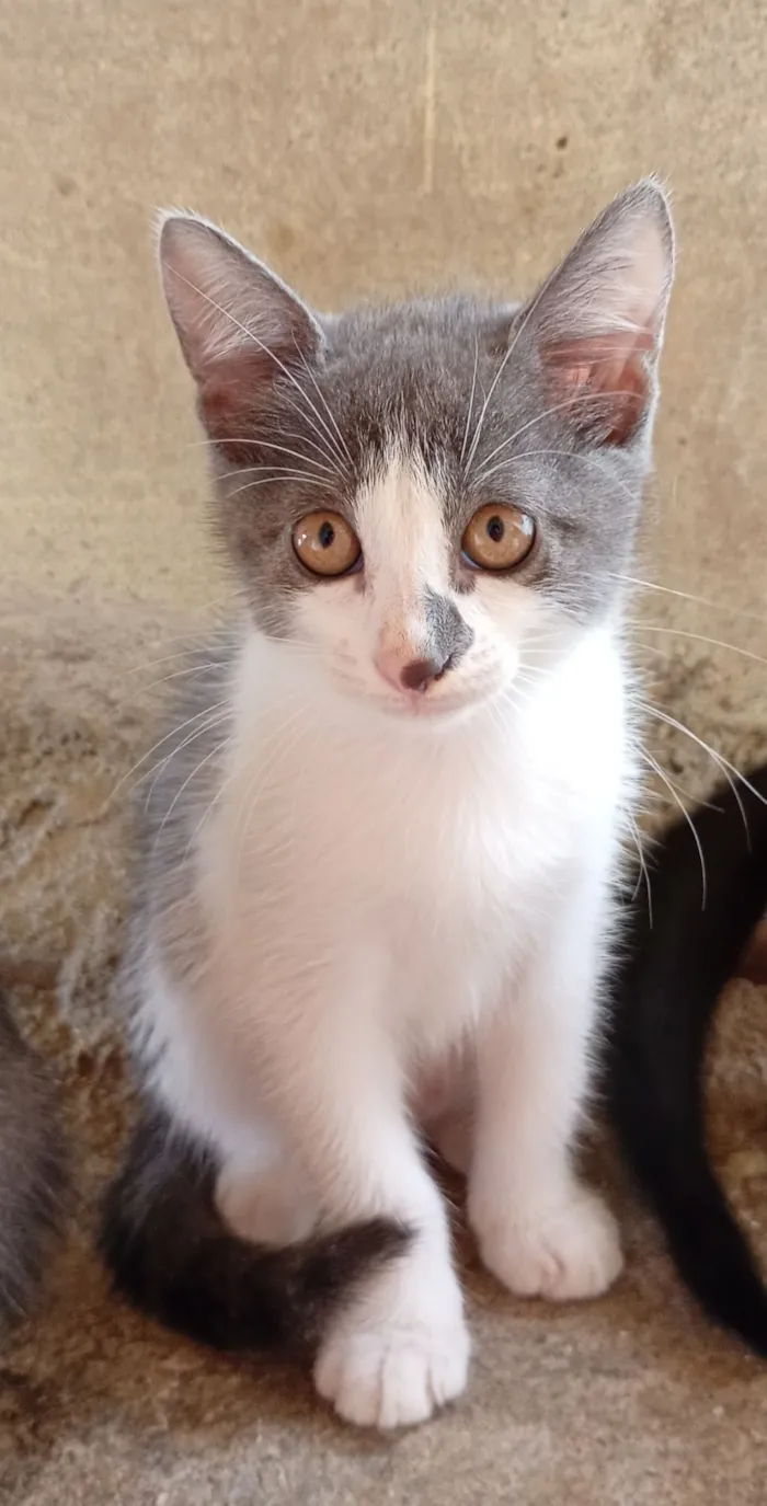 Gato raça SRD-ViraLata idade 2 a 6 meses nome Filhotes para adoção 