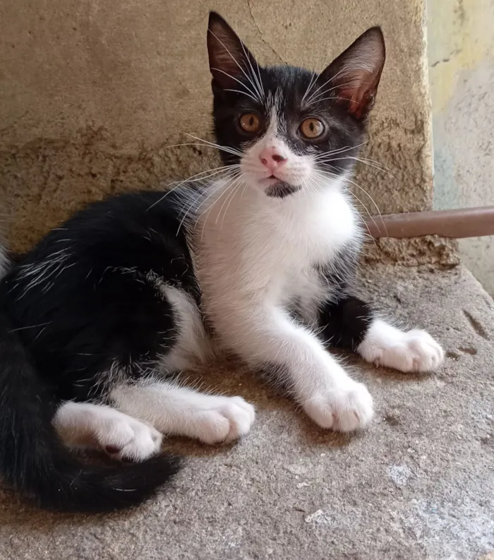 Gato raça SRD-ViraLata idade 2 a 6 meses nome Filhotes para adoção 