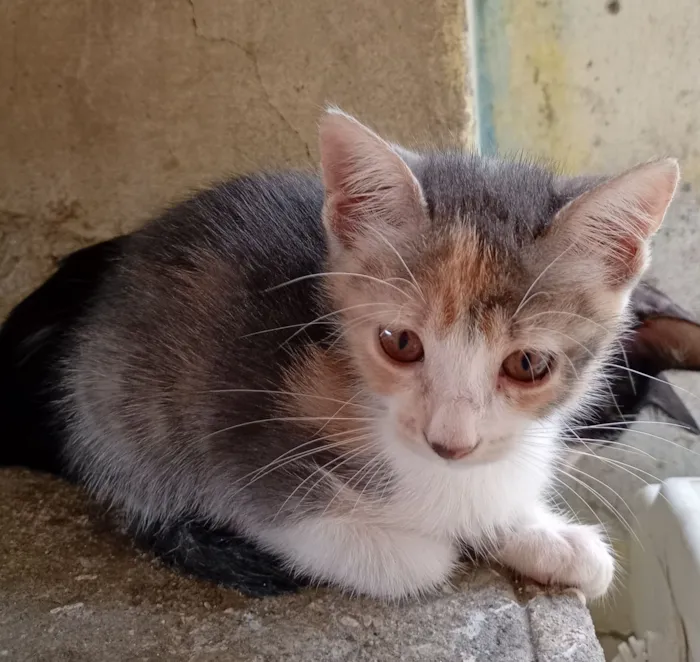 Gato raça SRD-ViraLata idade 2 a 6 meses nome Filhotes para adoção 