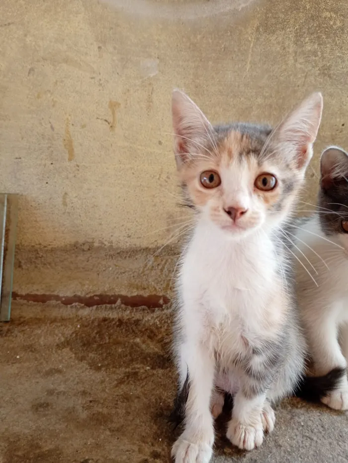 Gato raça SRD-ViraLata idade 2 a 6 meses nome Filhotes para adoção 