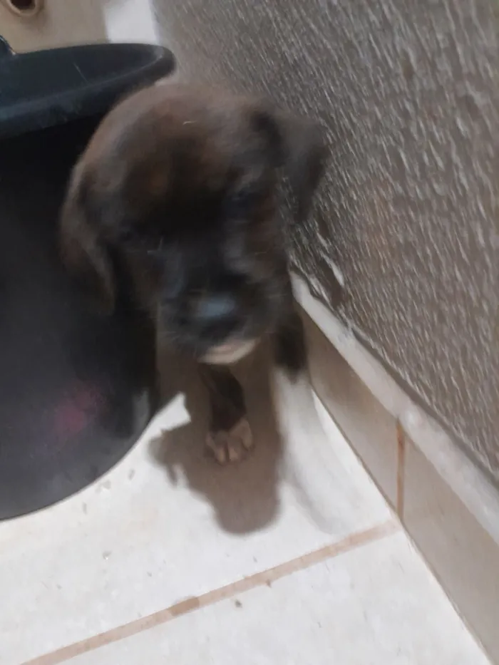 Cachorro raça SRD-ViraLata idade Abaixo de 2 meses nome ainda não tem
