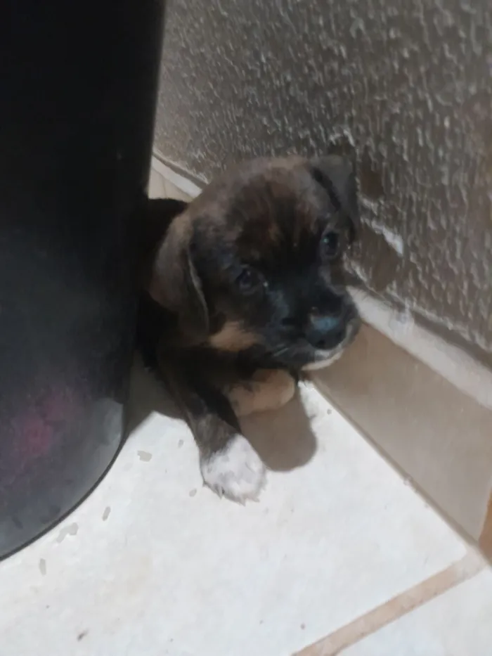 Cachorro raça SRD-ViraLata idade Abaixo de 2 meses nome ainda não tem