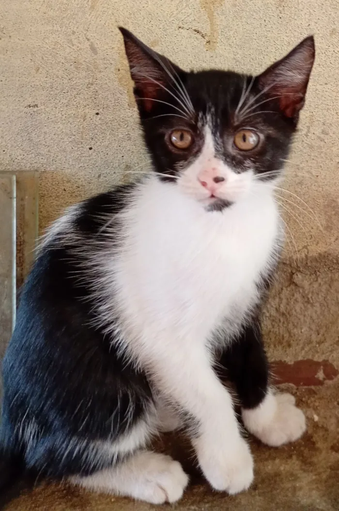 Gato raça SRD-ViraLata idade 2 a 6 meses nome Filhotes para adoção 