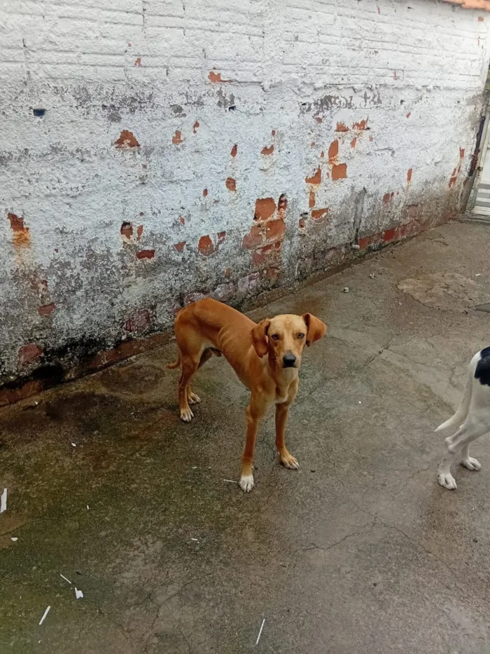 Cachorro raça SRD-ViraLata idade 1 ano nome Pingo