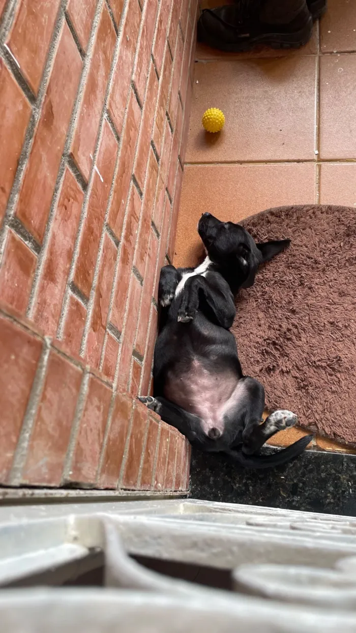 Cachorro raça SRD-ViraLata idade 2 a 6 meses nome Belinha ou pretinha