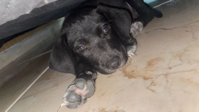 Cachorro raça SRD-ViraLata idade 2 a 6 meses nome Belinha ou pretinha