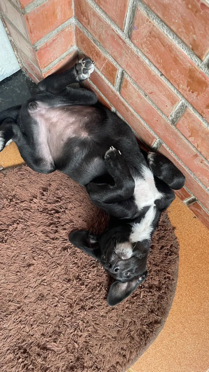 Cachorro raça SRD-ViraLata idade 2 a 6 meses nome Belinha ou pretinha