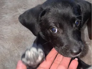 Cachorro raça SRD-ViraLata idade 2 a 6 meses nome Belinha ou pretinha
