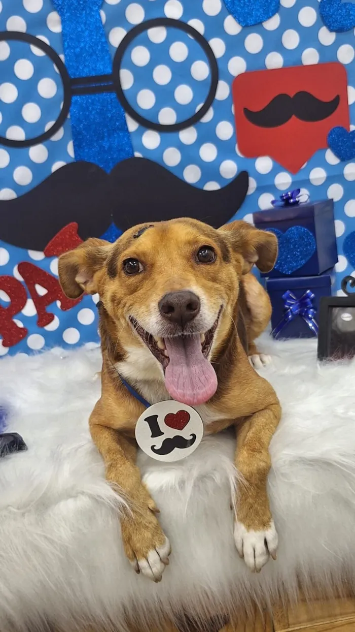 Cachorro raça SRD-ViraLata idade 4 anos nome Bobby