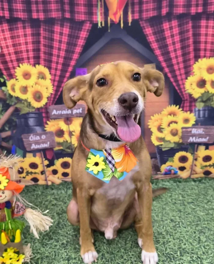 Cachorro raça SRD-ViraLata idade 4 anos nome Bobby