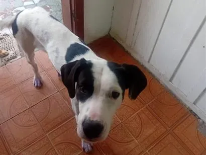 Cachorro raça Dogue Alemão idade 1 ano nome Taison