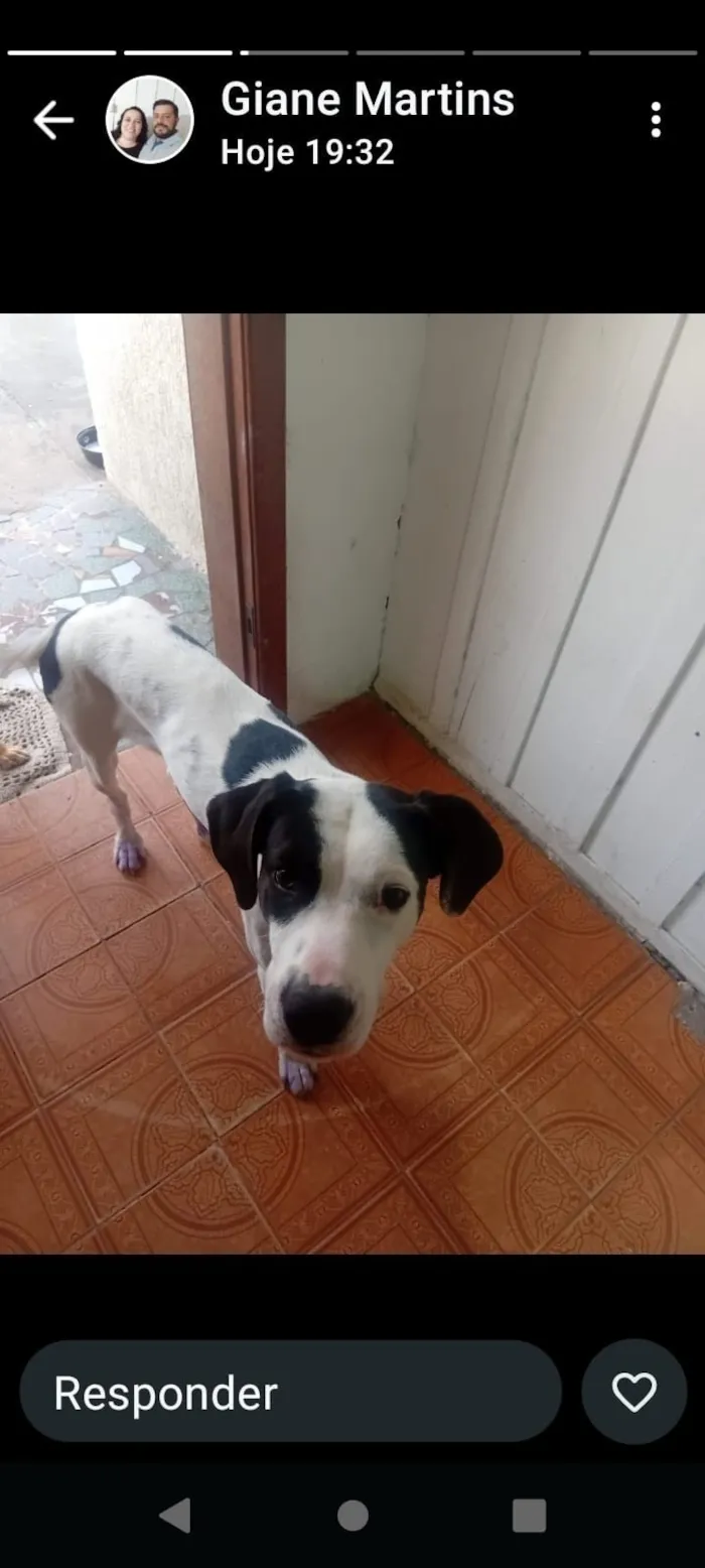 Cachorro raça Dogue Alemão idade 1 ano nome Taison