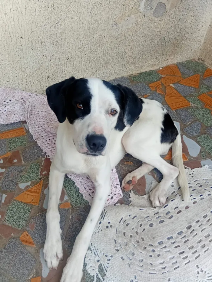 Cachorro raça Dogue Alemão idade 1 ano nome Taison