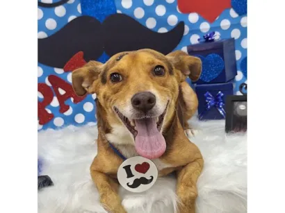 Cachorro raça SRD-ViraLata idade 4 anos nome Bobby