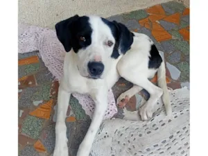 Cachorro raça Dogue Alemão idade 1 ano nome Taison