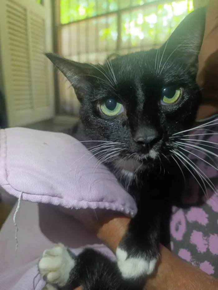 Gato raça SRD-ViraLata idade 7 a 11 meses nome Batman