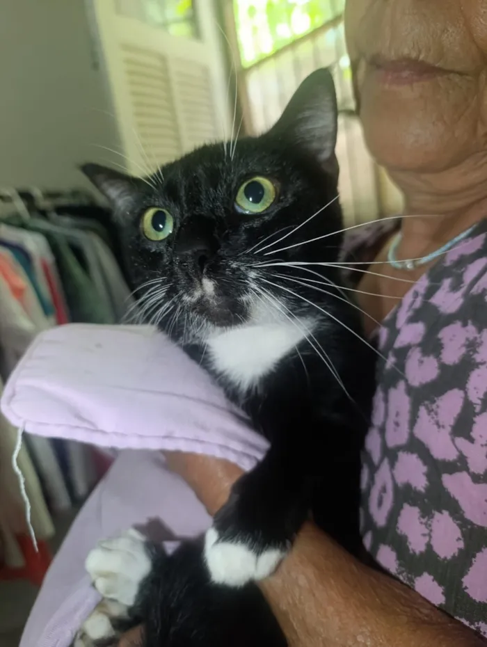 Gato raça SRD-ViraLata idade 7 a 11 meses nome Batman