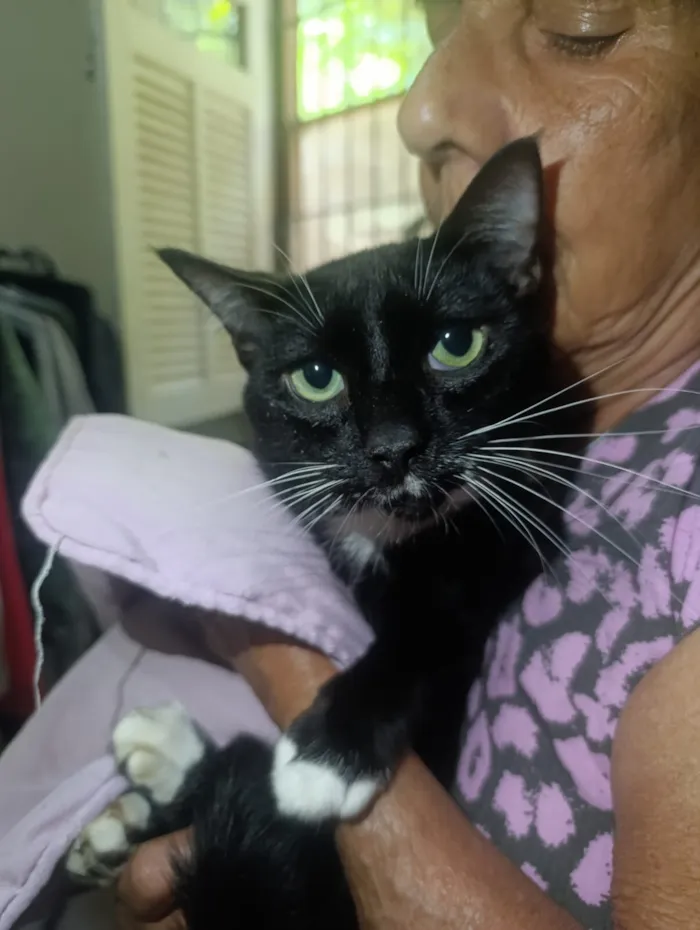 Gato raça SRD-ViraLata idade 7 a 11 meses nome Batman