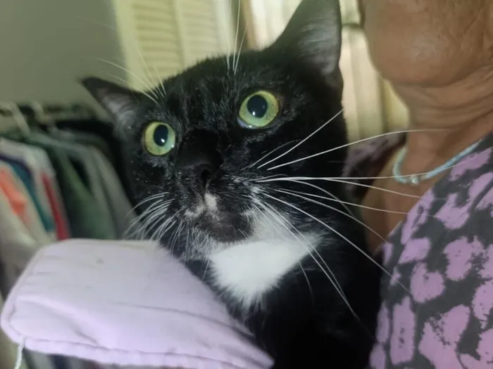 Gato raça SRD-ViraLata idade 7 a 11 meses nome Batman