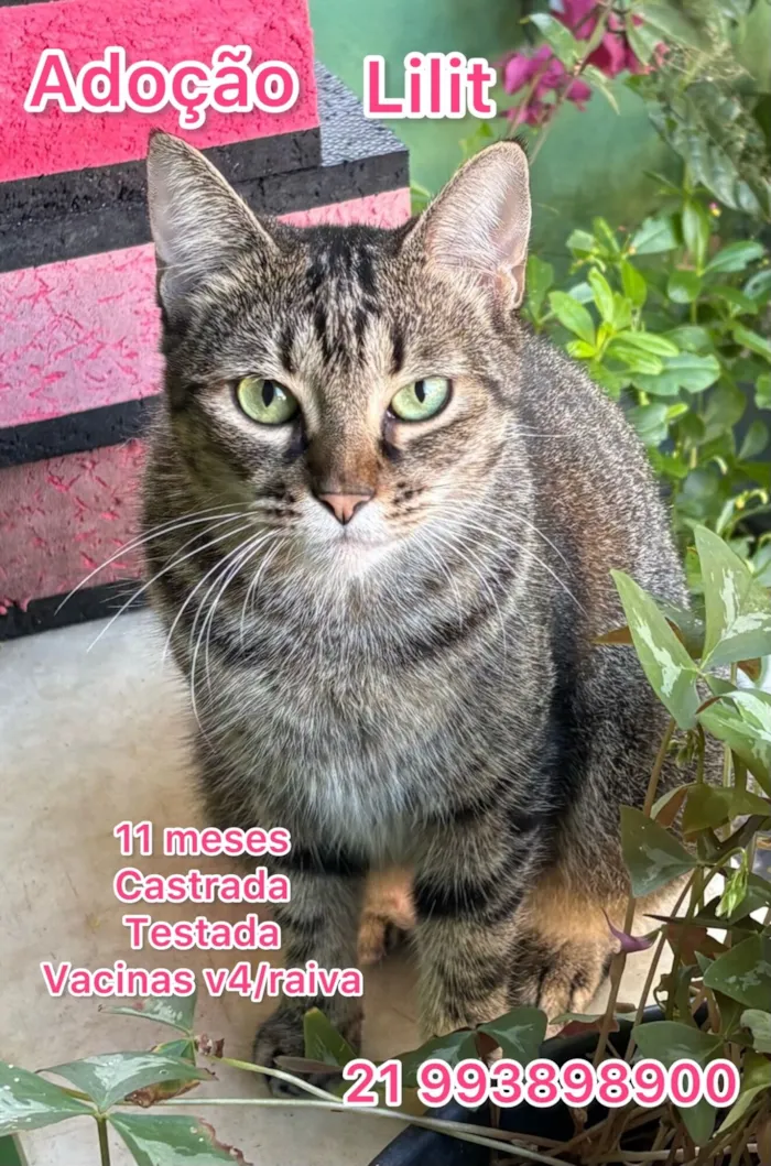 Gato raça SRD-ViraLata idade 7 a 11 meses nome Lilit 