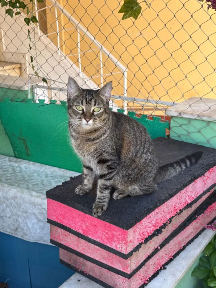 Gato raça SRD-ViraLata idade 7 a 11 meses nome Lilit 