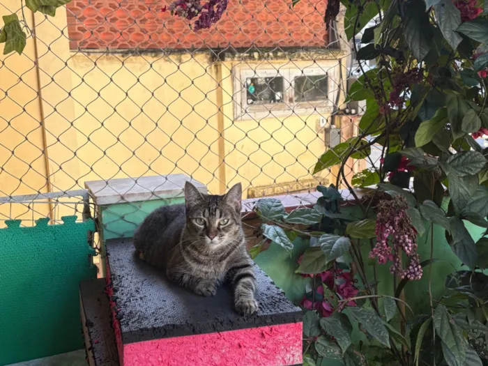 Gato raça SRD-ViraLata idade 7 a 11 meses nome Lilit 