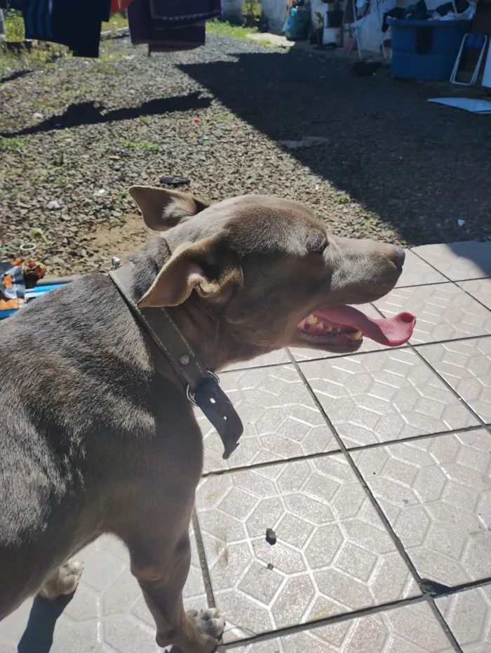 Cachorro raça Pit-Bull idade 4 anos nome THANOS