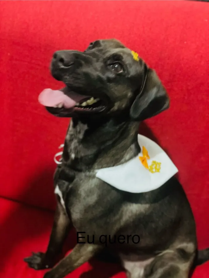 Cachorro raça Labrador idade 2 anos nome Bjorn 