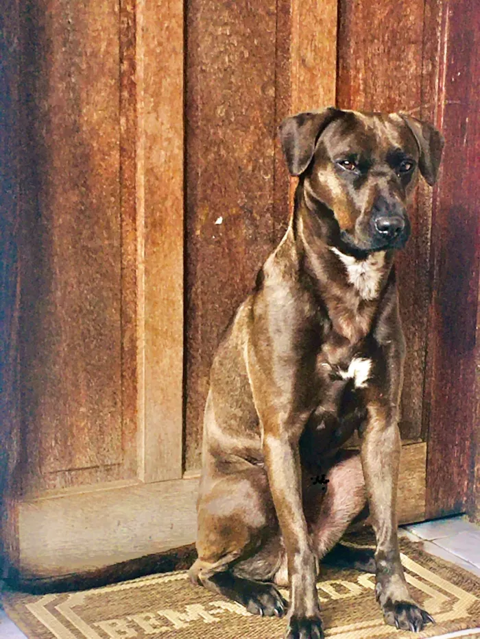 Cachorro raça Labrador idade 2 anos nome Bjorn 