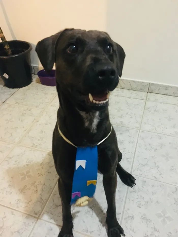Cachorro raça Labrador idade 2 anos nome Bjorn 