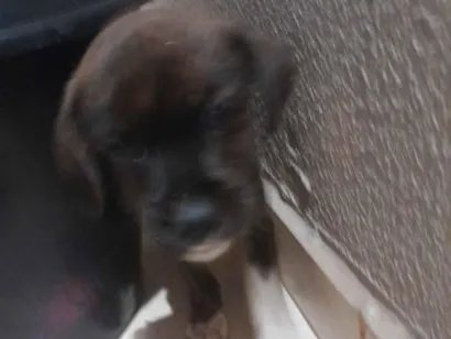Cachorro raça SRD-ViraLata idade Abaixo de 2 meses nome ainda não tem
