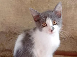 Gato raça SRD-ViraLata idade 2 a 6 meses nome Filhotes para adoção 