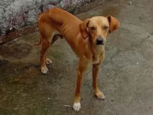 Cachorro raça SRD-ViraLata idade 1 ano nome Pingo