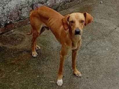 Cachorro raça SRD-ViraLata idade 1 ano nome Pingo