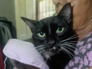 Gato raça SRD-ViraLata idade 7 a 11 meses nome Batman