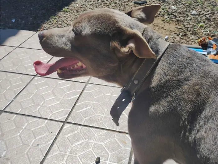 Cachorro raça Pit-Bull idade 4 anos nome THANOS