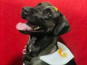Cachorro raça Labrador idade 2 anos nome Bjorn 