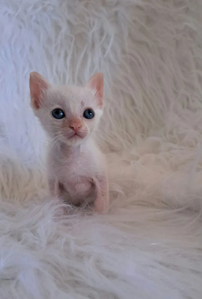 Gato raça SRD-ViraLata idade 2 a 6 meses nome kurt